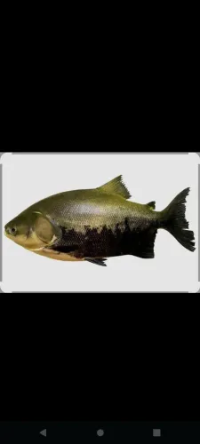 Auxiliar peixeiro 
