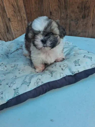Venda de shiatsu 