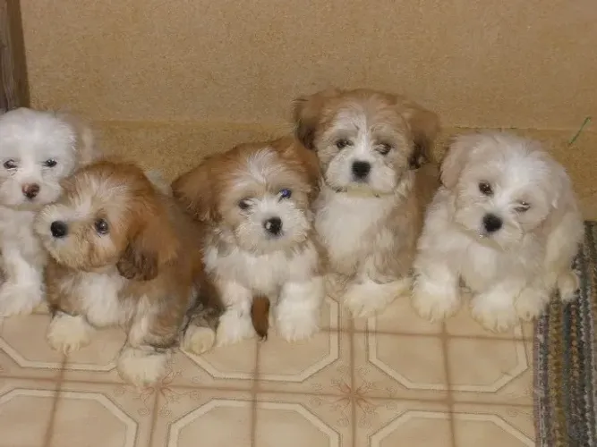 Lhasa Apso Que Traz Elegância Para Seus Dias