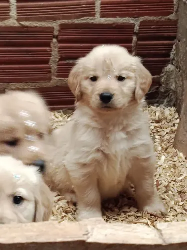 Lindas femias de Golden a pronta entrega
