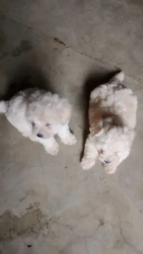 Filhote de poodle 