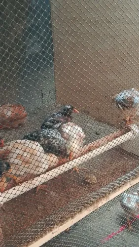 Pra vender logo e barato