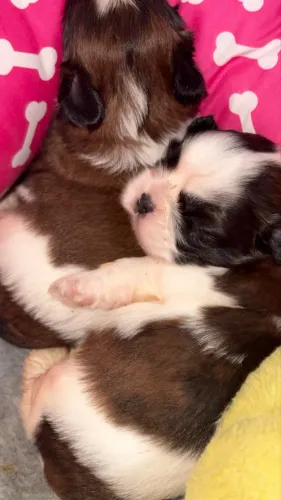 Shih-tzu