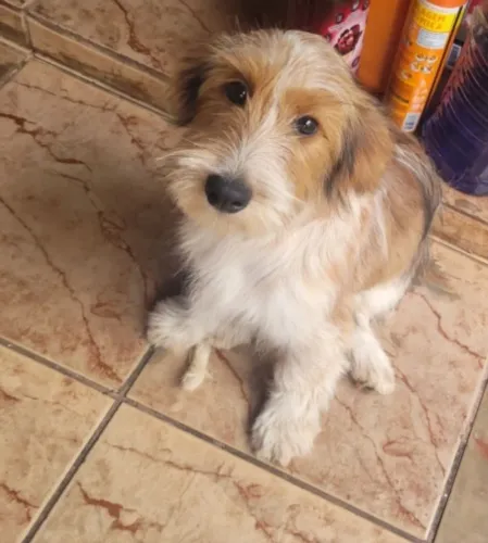 Doação cachorrinha fêmea urgente