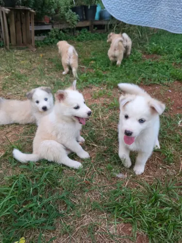 Filhotes de Husky Siberiano