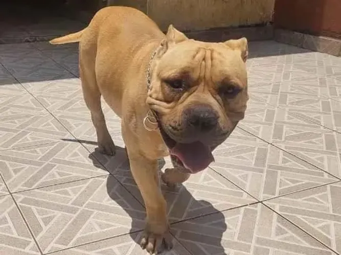 Cachorro pra doação American Bully