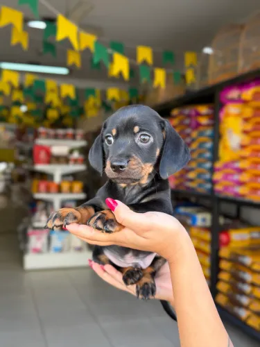Dachshund macho pretinho PROMOÇÃO