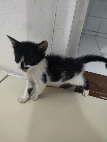 Gatinhos para doação responsável 