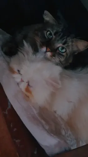 Gata persa adulta