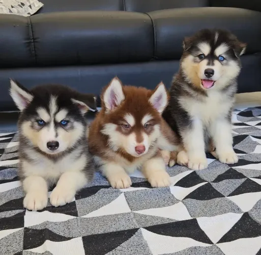 Doação de Filhotes Husk siberiano 