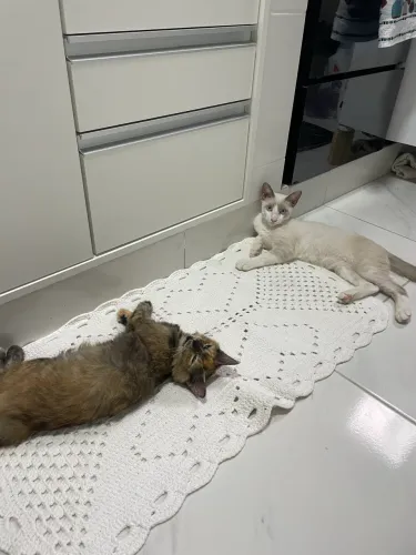 Adoção responsável 2 gatos