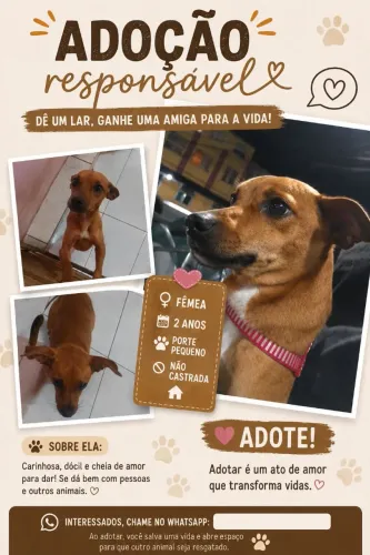 Adoção responsável pincher n°2
