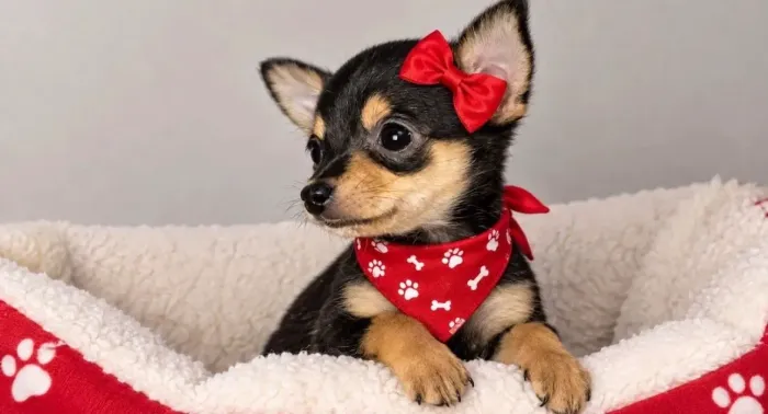 Pinscher - Pequeno no Tamanho, Grande na Personalidade