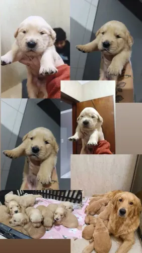 Golden Retriever 