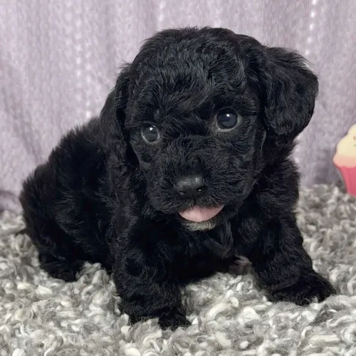 Poodle Toy Macho: Seu novo melhor amigo