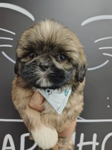 Macho de Shihtzu a Pronta entrega, cor Solida - Entregamos na sua casa