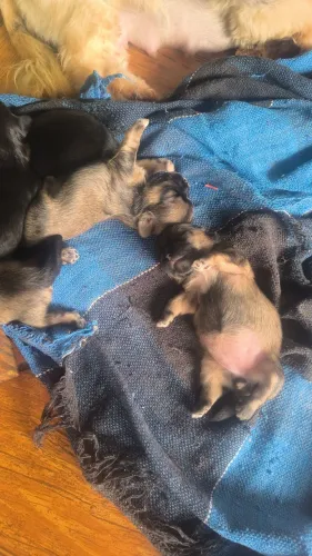 mini Shih Tzu
