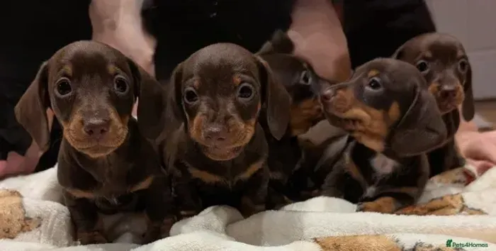 Filhotes Macho e Fêmea com Pedigree Teckel/Dachshund/Salsicha/Salsichinha/Basset/Cofap