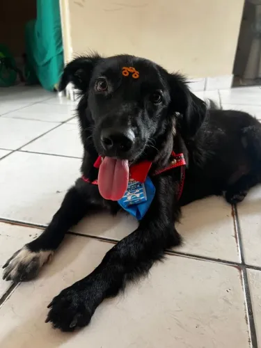 Cachorro dócil para adoção