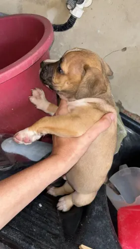 Vendo cachorro Pitbull 