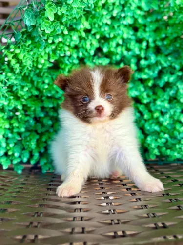 Lulu macho chocolate anão pedigree opcional