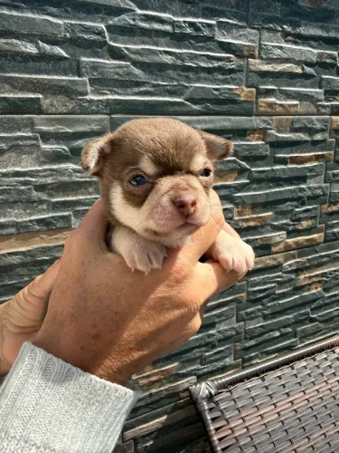Chihuhaua macho pelo curto