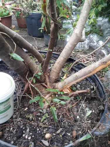 Muda de Caliandra branca yamadori bonsai ou arbusto de jardim.