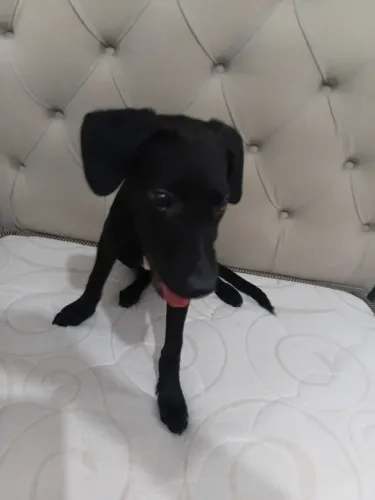 Nome Maia tomou vacina de raiva verme e pulga