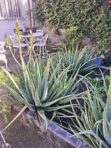 Vendo planta Babosa