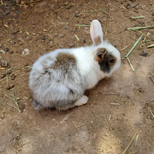 Vende-se coelhos filhotes
