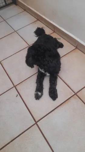 Doa-se cachorro