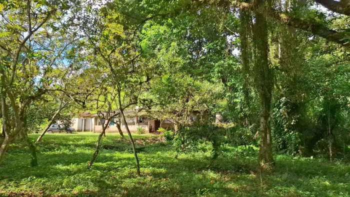 2 alqueires com 13 mil pés de pupunha com rio dentro da propriedade!!!