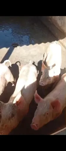 Leitões de 45 kg são três machos