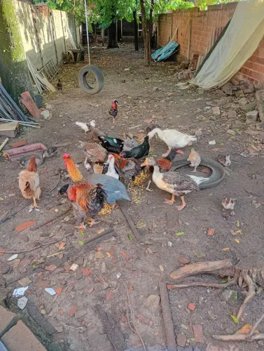 Galinha, pato, Guiné e ganso 