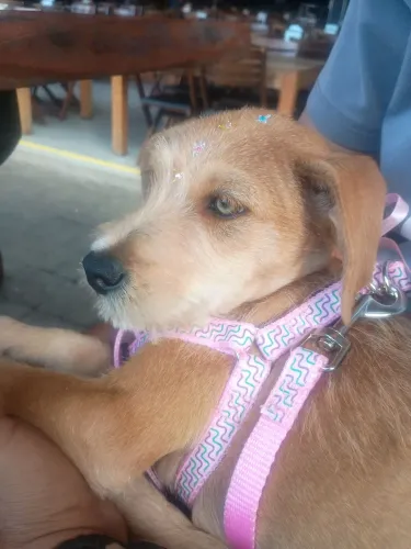 Filhotinha para adoção responsável