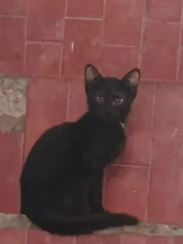Doação Gatinhos .