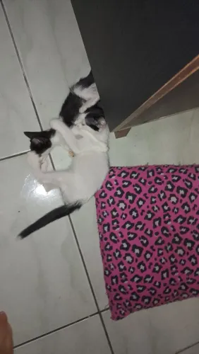 Gatos Irmãos 