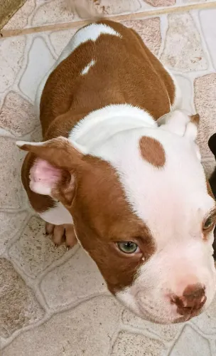 LINDO Filhote MACHO American Bully