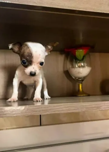 Pincher fêmea miniatura