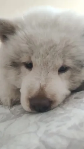 Chow chow