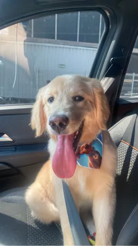 Golden Retriever Filhote