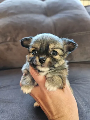 Chihuahua mini macho pelo longo