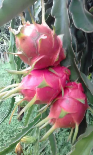 2 mudas de Pitaya branca por 15