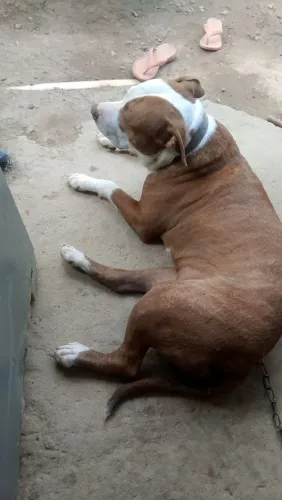 Preciso vender essa Pit Bull de 8 meses motivo vou morar em um apartamento e não tenho con