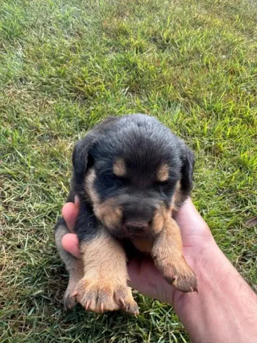 Rottweiler Um pet que faz sucesso sem esforço