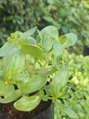 Mudas de plantas poeijo e muito mais
