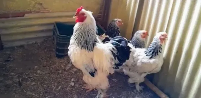 FRANGO BRAHMA LIGHT EM PROMOÇÃO
