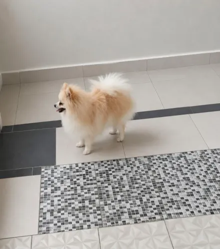 SPITZ ALEMÃO MACHO ADULTO 