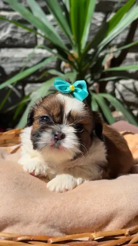 Filhote de Shih Tzu fêmea 