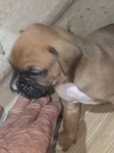 Filhote de Boxer 
